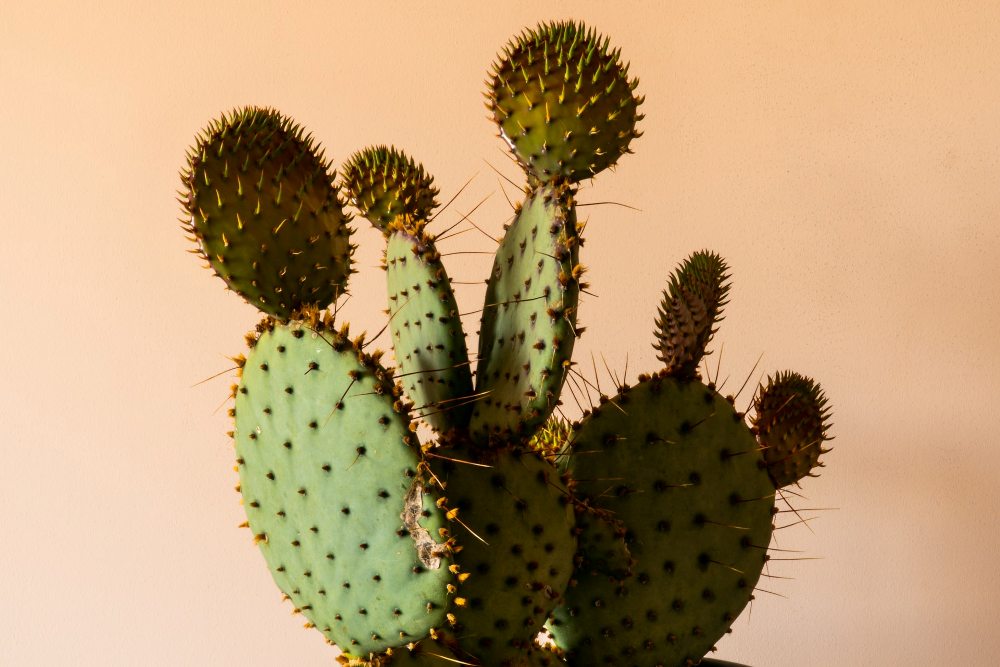 Kaktus (foto: Earl Wilcox, Unsplash)