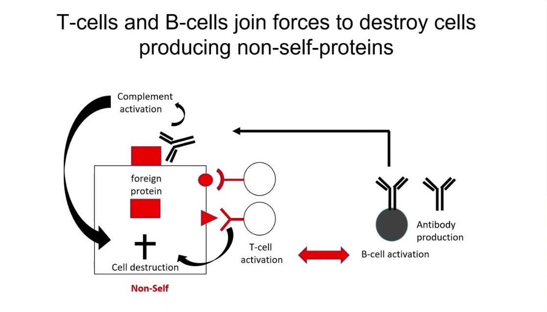 Celice T in celice B združijo moči, da bi uničile celice, ki proizvajajo telesu tuje beljakovine
