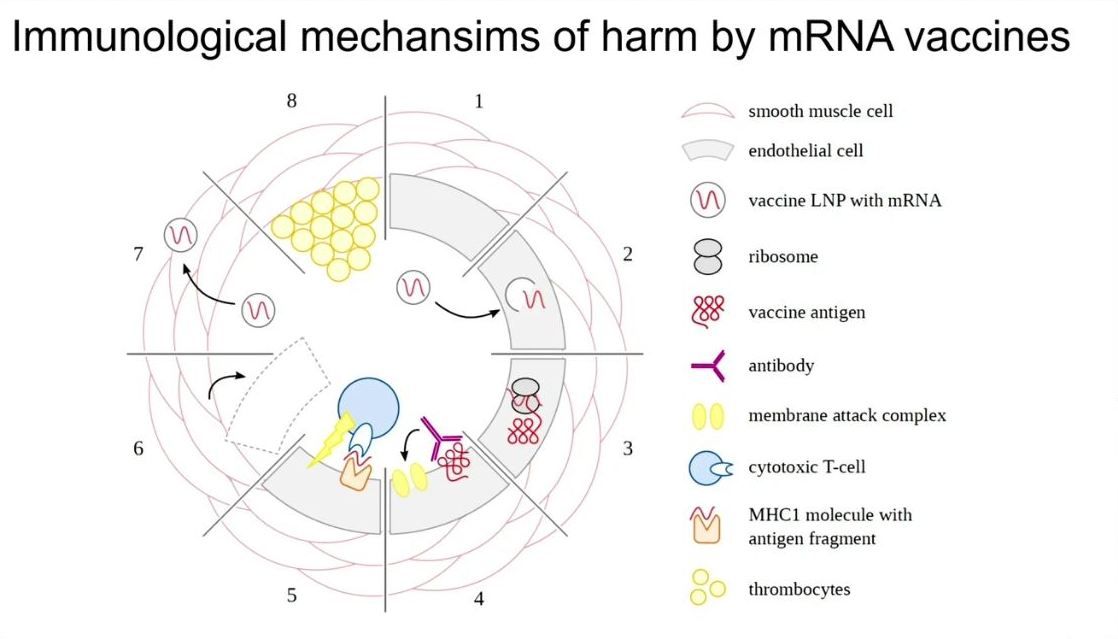 Imunski mehanizmi poškodb, ki jih povzročajo cepiva mRNA