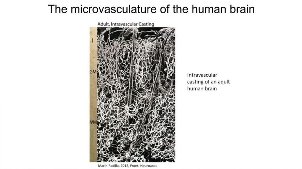 Mikrovaskulatura človeških možganov